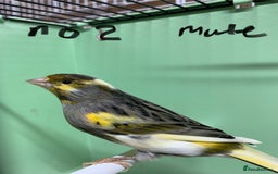 Canaries birds for sale: Mosaic cross canaries - Image 2