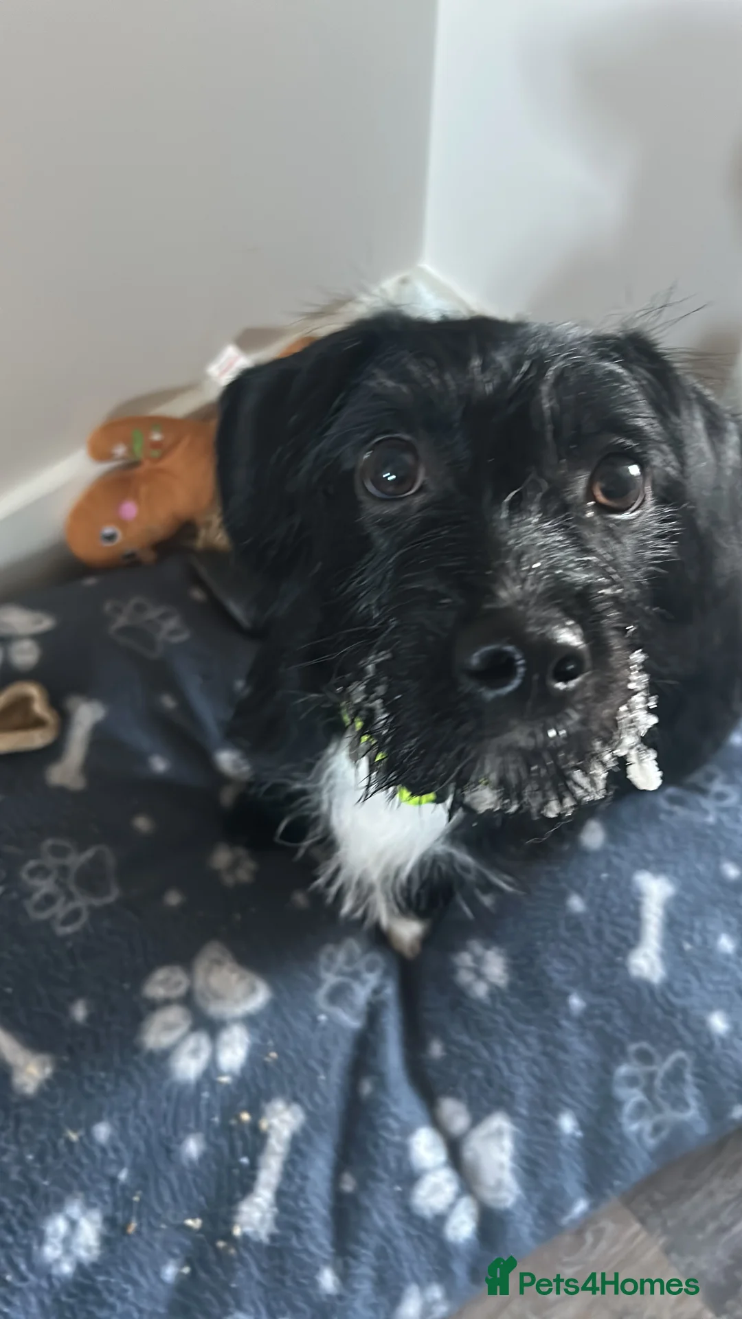 Mixed Breed dogs for sale: Daisy - Advert 2