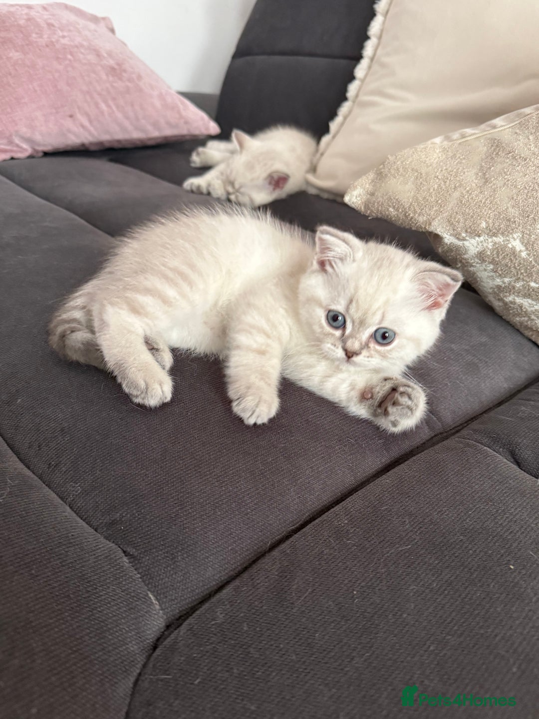Scottish Fold cats for sale: 😻Stunning Pure breed Scottish fold kittens 😻 - Advert 22