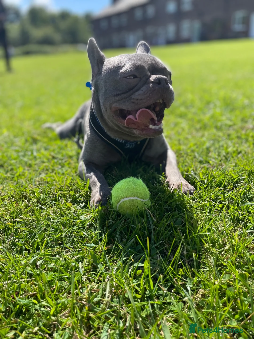 French Bulldog dogs for sale: Blue frenchie for sale in Manchester - Advert 1