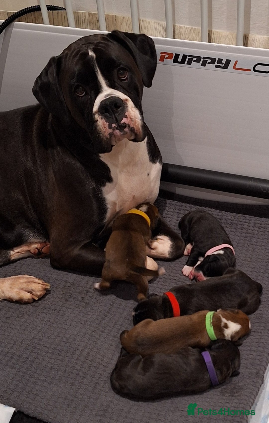 Boxer dogs for stud: KC REG BOXER STUD PROVEN. 0 HEART SCORE - Advert 10