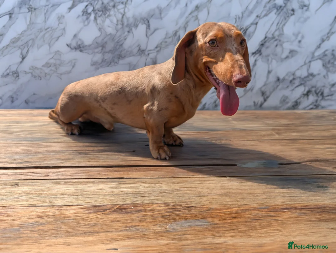 Miniature Dachshund dogs for stud: 🤎🤍 Chocolate Dapple Stud - PROVEN 🤎🤍 - Advert 3