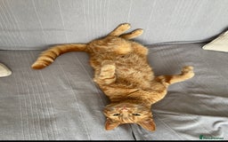 Domestic Shorthair cats for sale: Gino- 5 years Loving male ginger tabby - Image 8