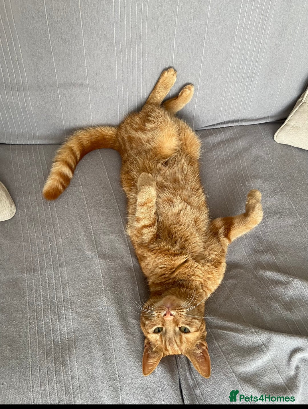 Domestic Shorthair cats for sale: Gino- 5 years Loving male ginger tabby - Image 8