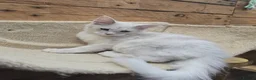 Maine Coon cats for sale: READY NOW Maine Coons Shaded & Silver - Advert 30