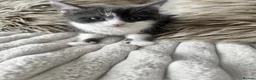 Mixed Breed cats for sale: 🩷Cross Maine Coone Kittens🩷 - Advert 6