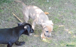 Mixed Breed dogs for sale: Mixed Breed Pups - Image 26