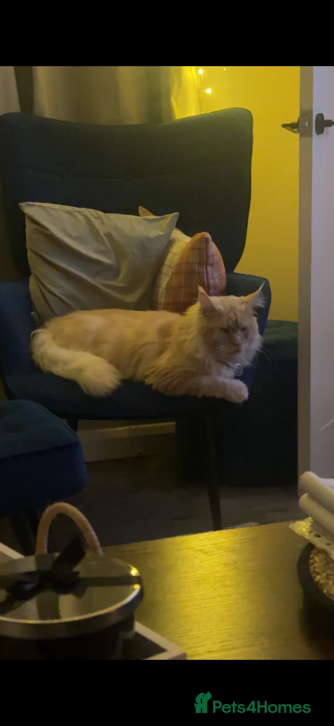 Maine Coon cats for sale: Male Maine Coon neutered in Bourne - Advert 2