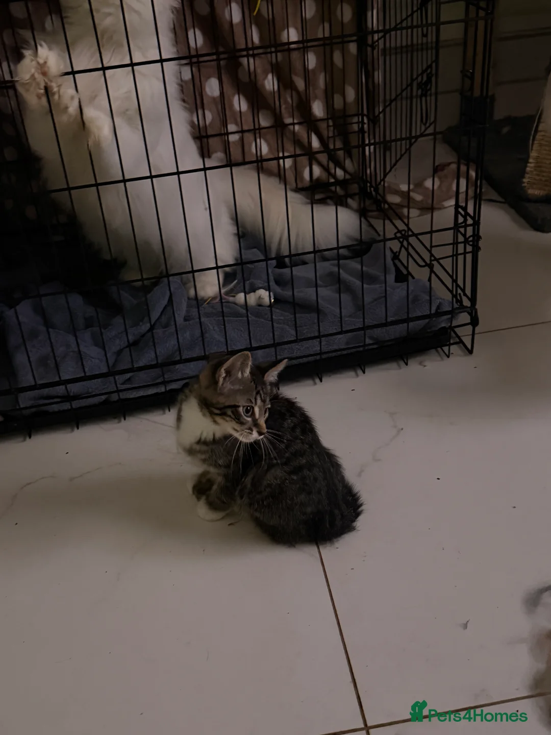 Mixed Breed cats for sale: Male Kittens for Sale-Polydactyl & Tabby  - Advert 7