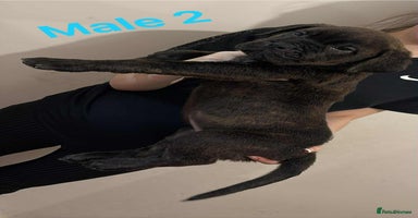 Mixed Breed dogs Rottweiler X Brindle Puppies - Advert 1