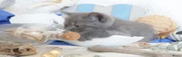 British Shorthair cats for sale: Beautiful female British Shorthair  - Advert 13