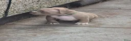 American Bully dogs for sale: 4 beautiful pocket bullies  - Advert 10