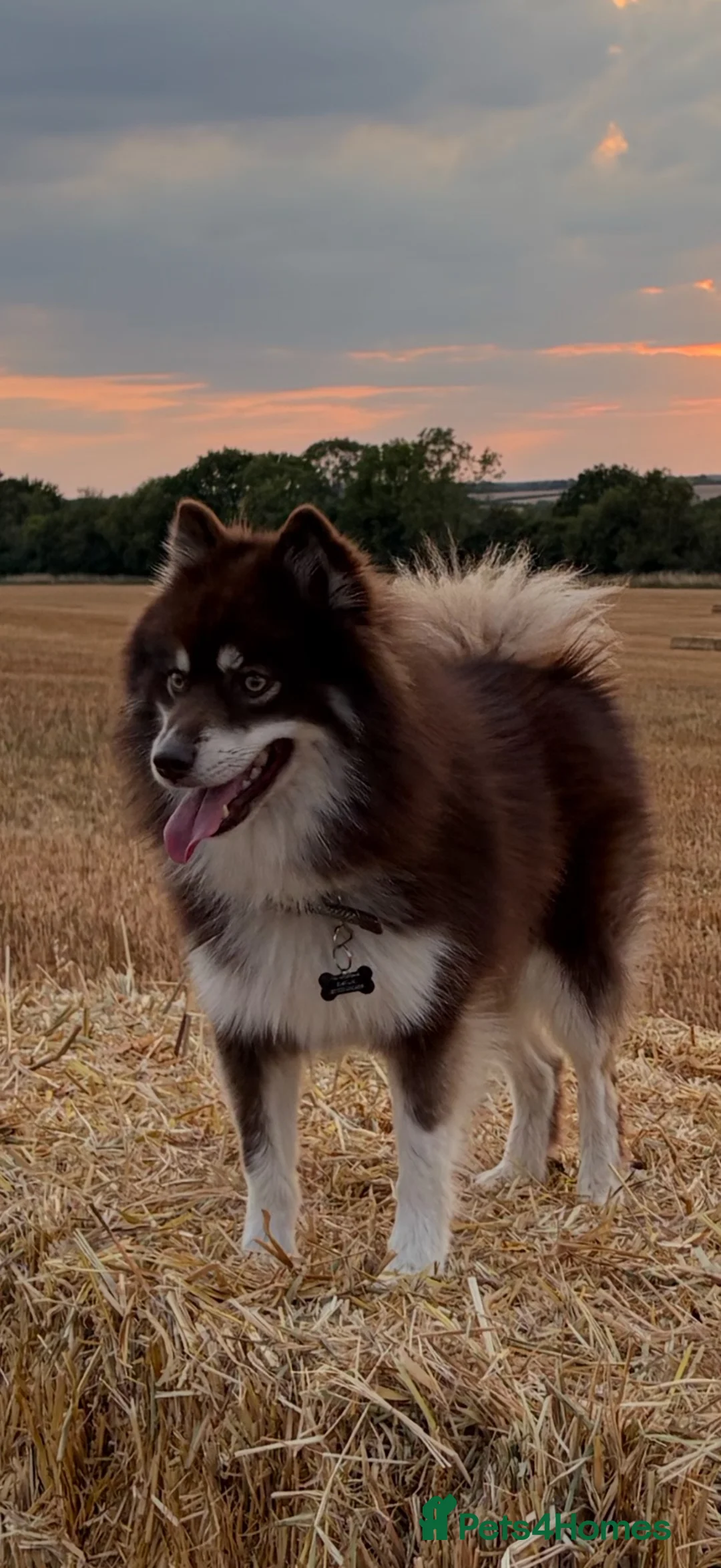 Pomsky dogs for stud: ⭐️ Fully BVA and Embark tested chocolate Pomsky ⭐️ - Advert 2