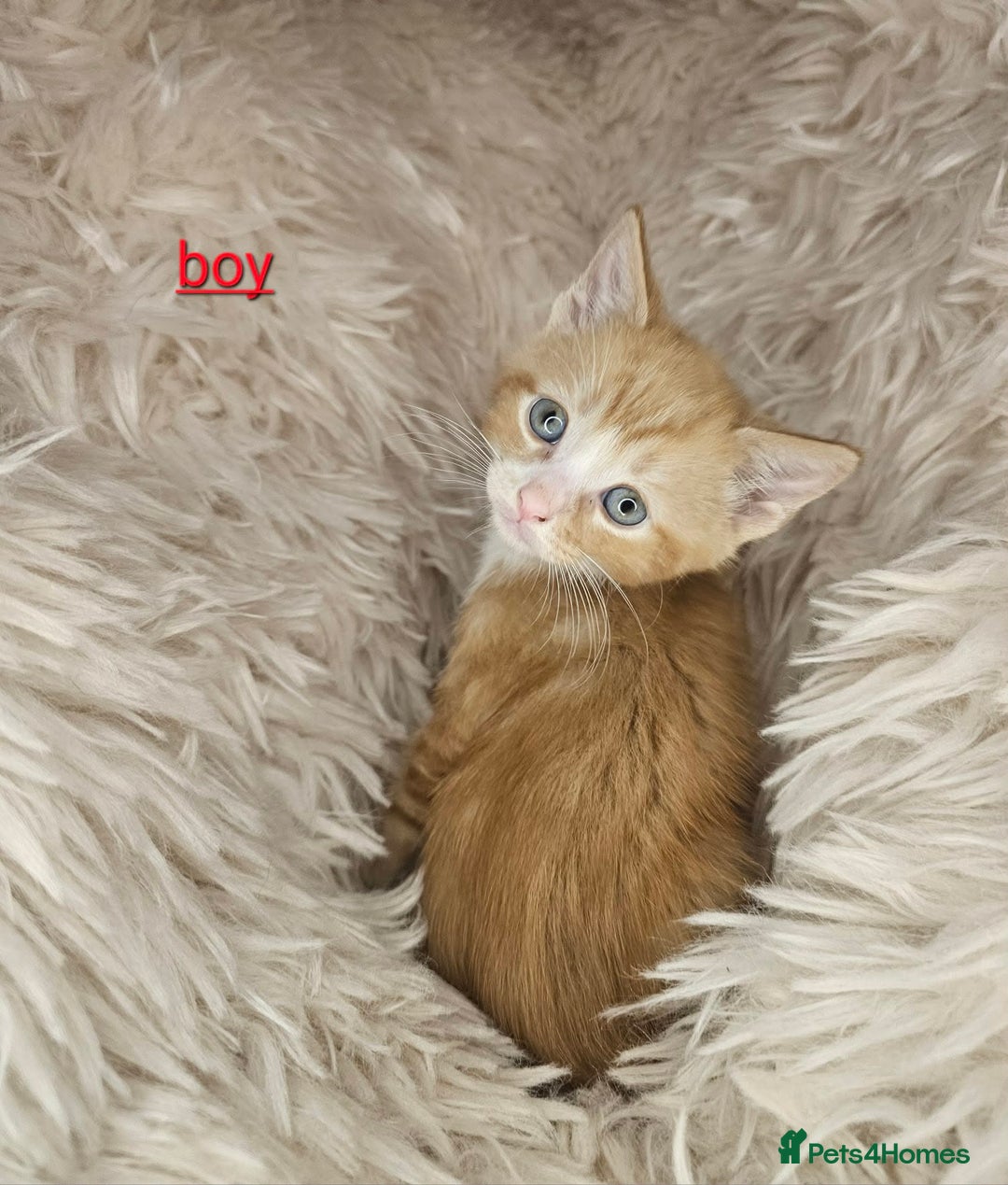 Mixed Breed cats for sale: 5 very beautiful kittens  - Advert 7