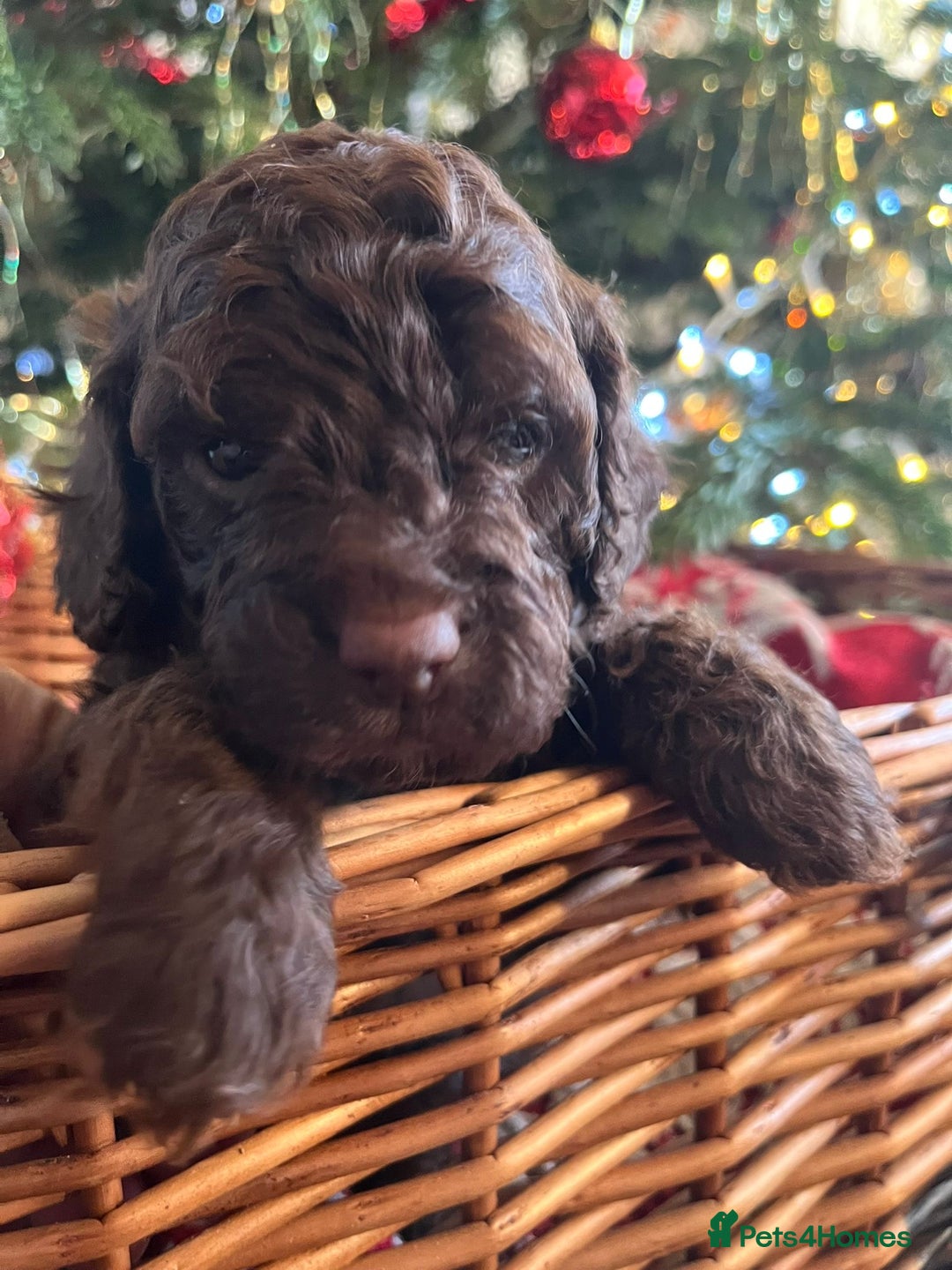 Cockapoo dogs for sale: Beautiful cockapoo puppies - Advert 30