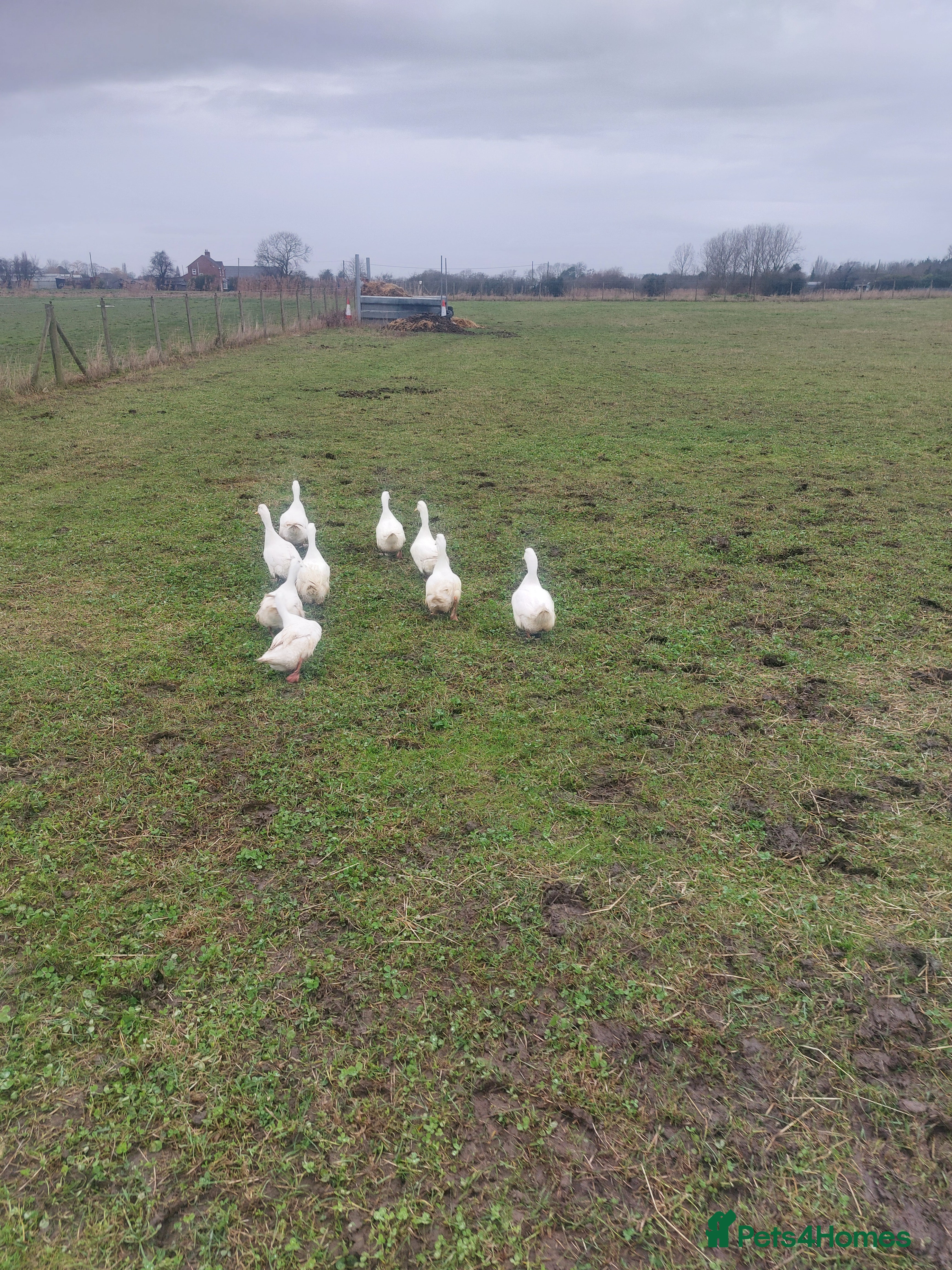 Ducks poultry Peking Ducks for sale - Advert 10