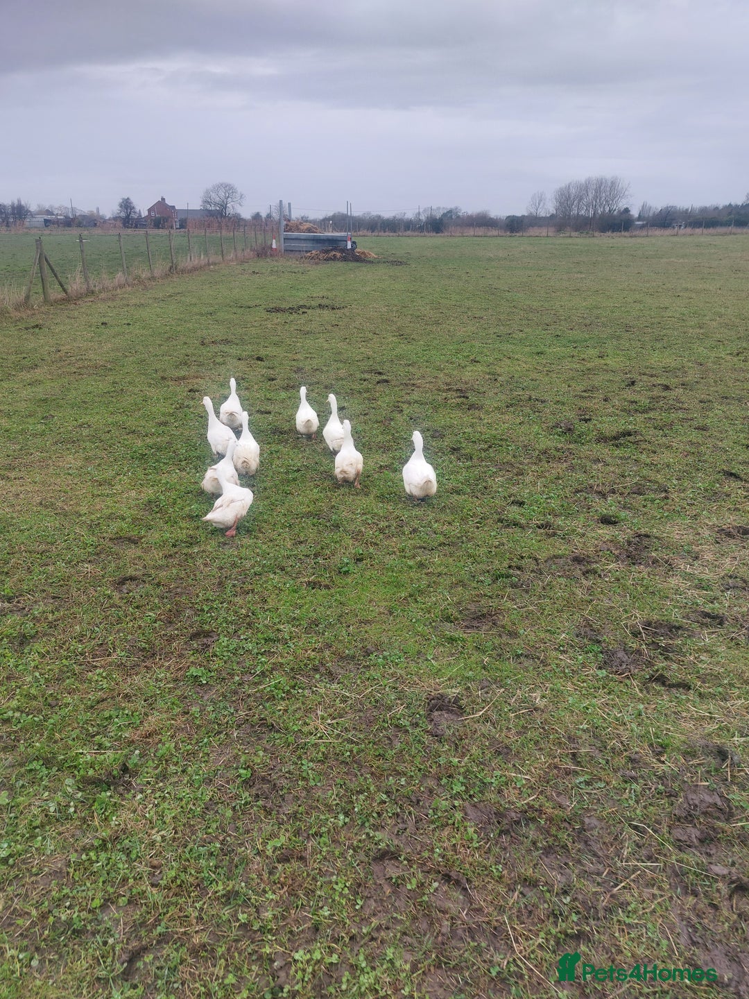 Ducks poultry for sale: Peking Ducks for sale - Advert 1