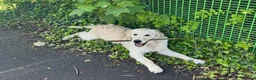 Golden Retriever dogs for sale: Murphy - 6 Month-Old Golden Retiever in Preston - Advert 3