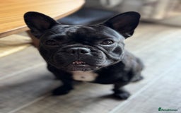 French Bulldog dogs for sale: Gorgeous little girl 17m - Image 4