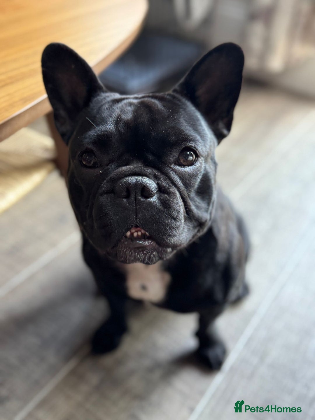 French Bulldog dogs for sale: Gorgeous little girl 17m - Image 4