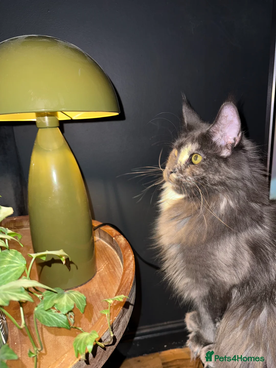 Gallery Image {{count}}