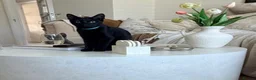 Domestic Shorthair cats for adoption: Maya, approx 7 months old - Advert 2
