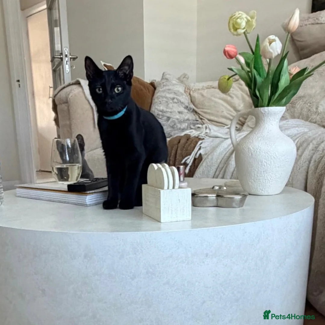Domestic Shorthair cats for adoption: Maya, approx 7 months old - Advert 2
