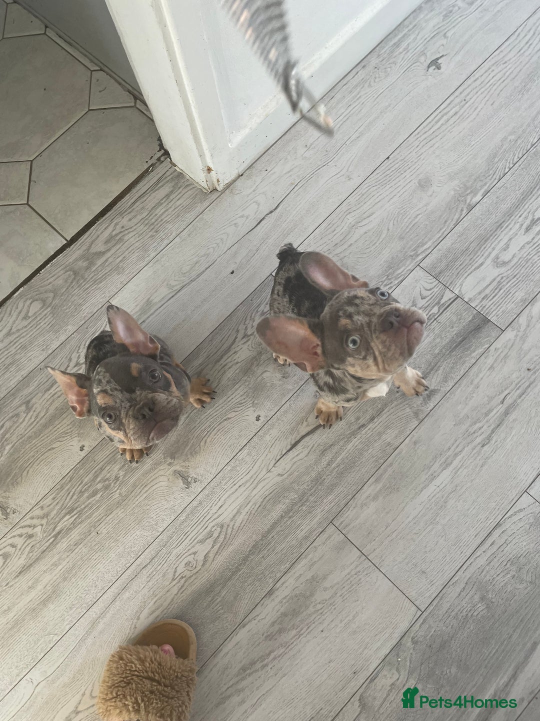 French Bulldog dogs for sale: Kc registered 12 week old French. Bulldogs  - Image 8