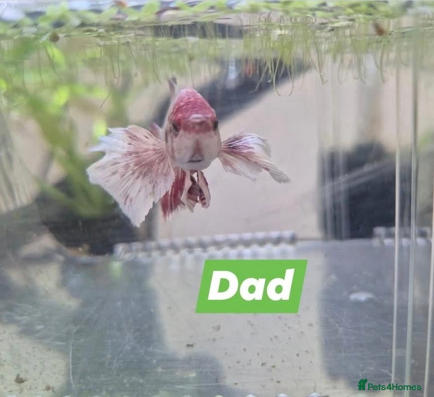 Bettas fish X3 betta fish - Advert 6