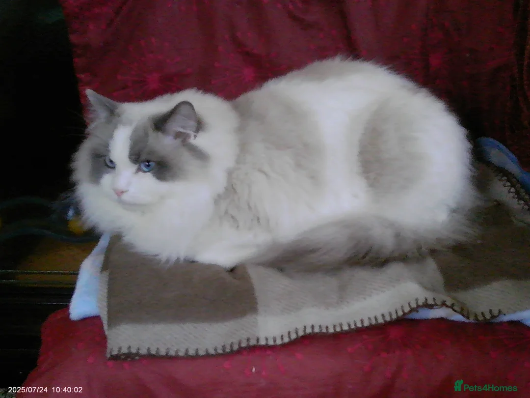 Ragdoll cats for sale: 2 beautiful Ragdolls in need of rehoming - Advert 7