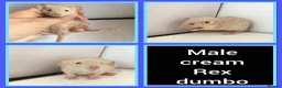Rat rodents for sale: Adorable Baby Rats for Sale xx - Advert 29