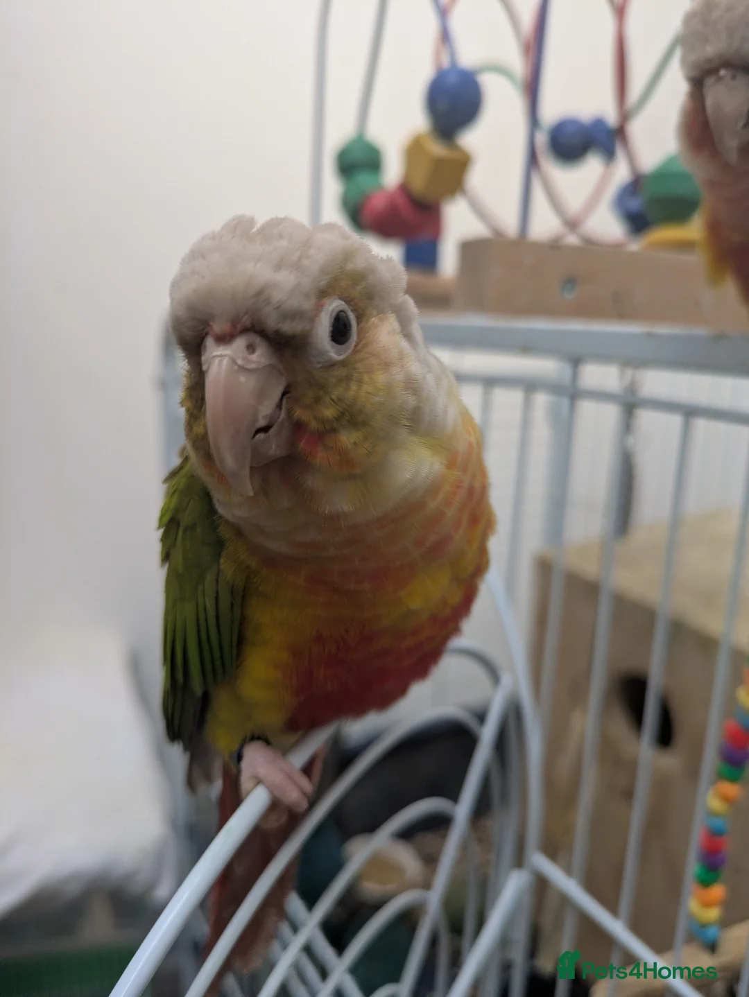 Conures birds for sale: Pineapple and cinnamon green cheek conures - Advert 4