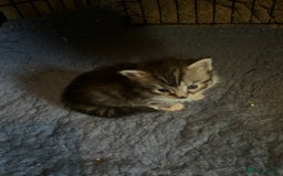 Maine Coon cats for sale: Maine coon kittens  - Image 14