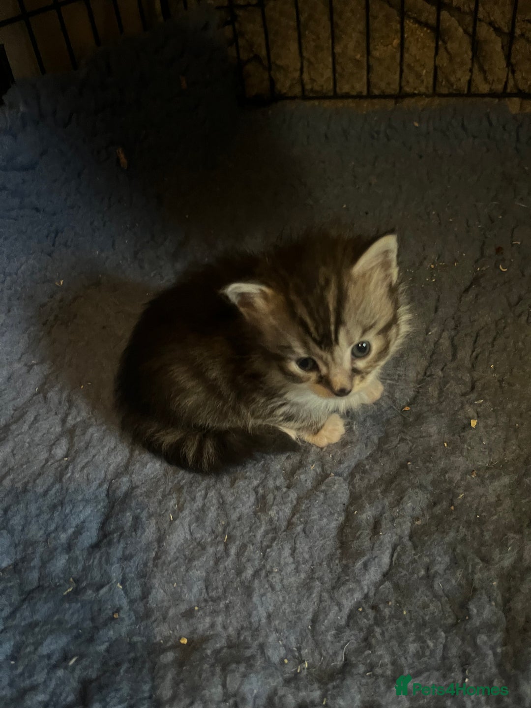 Maine Coon cats for sale: Maine coon kittens  - Image 14