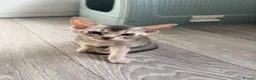 Abyssinian cats for sale: TICA Registered Abyssinian Kittens - Advert 3