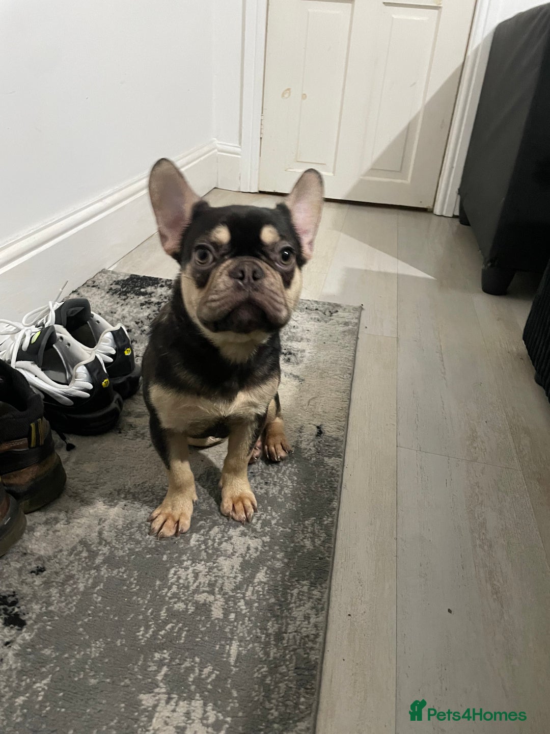 French Bulldog dogs for sale: ‼️💙Blue The Frenchie💙‼️ - Advert 3