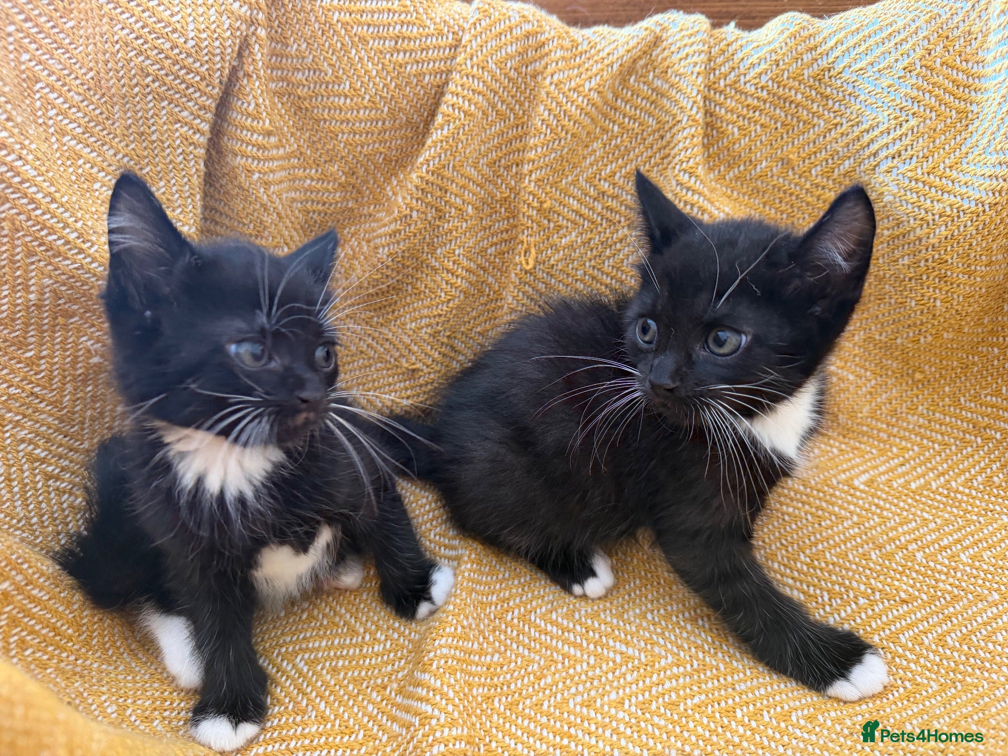 British Longhair cats Long haired kittens - Advert 1