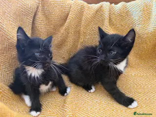 British Longhair cats Long haired kittens - Advert 10