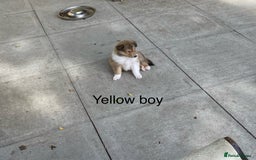 Rough Collie dogs for sale: ROUGH COLLIE  SABLE AND WHITE MALE PUPPIES - Image 13