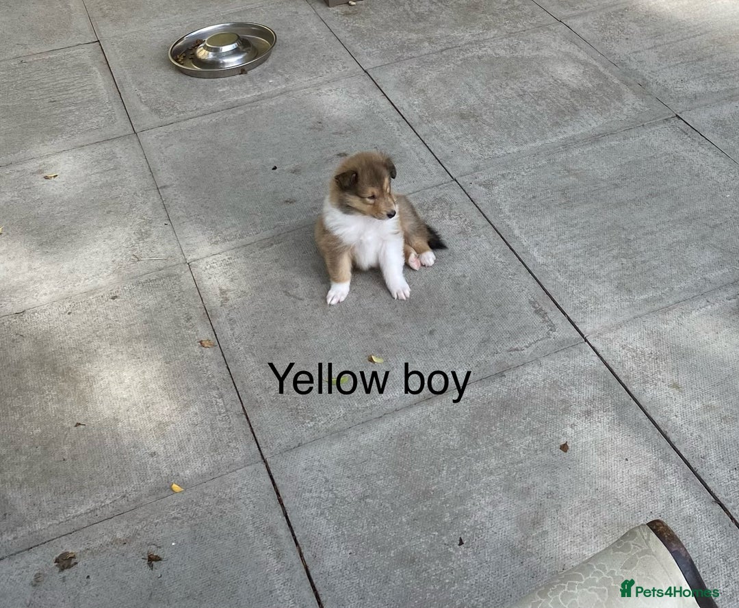 Rough Collie dogs for sale: ROUGH COLLIE  SABLE AND WHITE MALE PUPPIES - Image 13