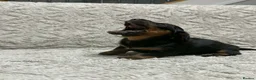 Miniature Dachshund dogs for sale: REDUCED KC REG Short Hair Miniature Dachshund Pups - Advert 27