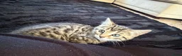 Bengal cats for sale: Beautiful x bengals ready to be rehomed - Advert 16