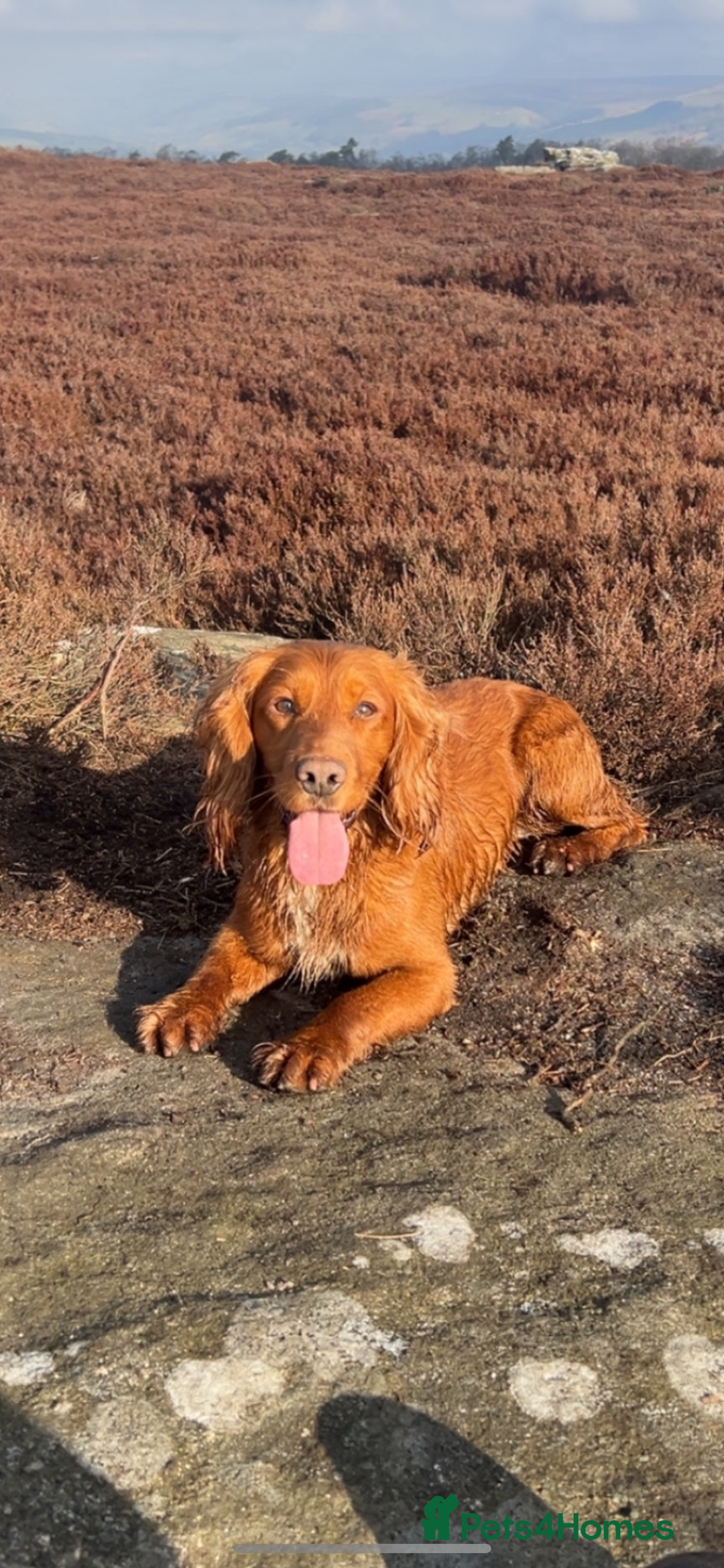 Cocker Spaniel dogs for sale: Top Quality Working Cocker Spaniels - Image 5