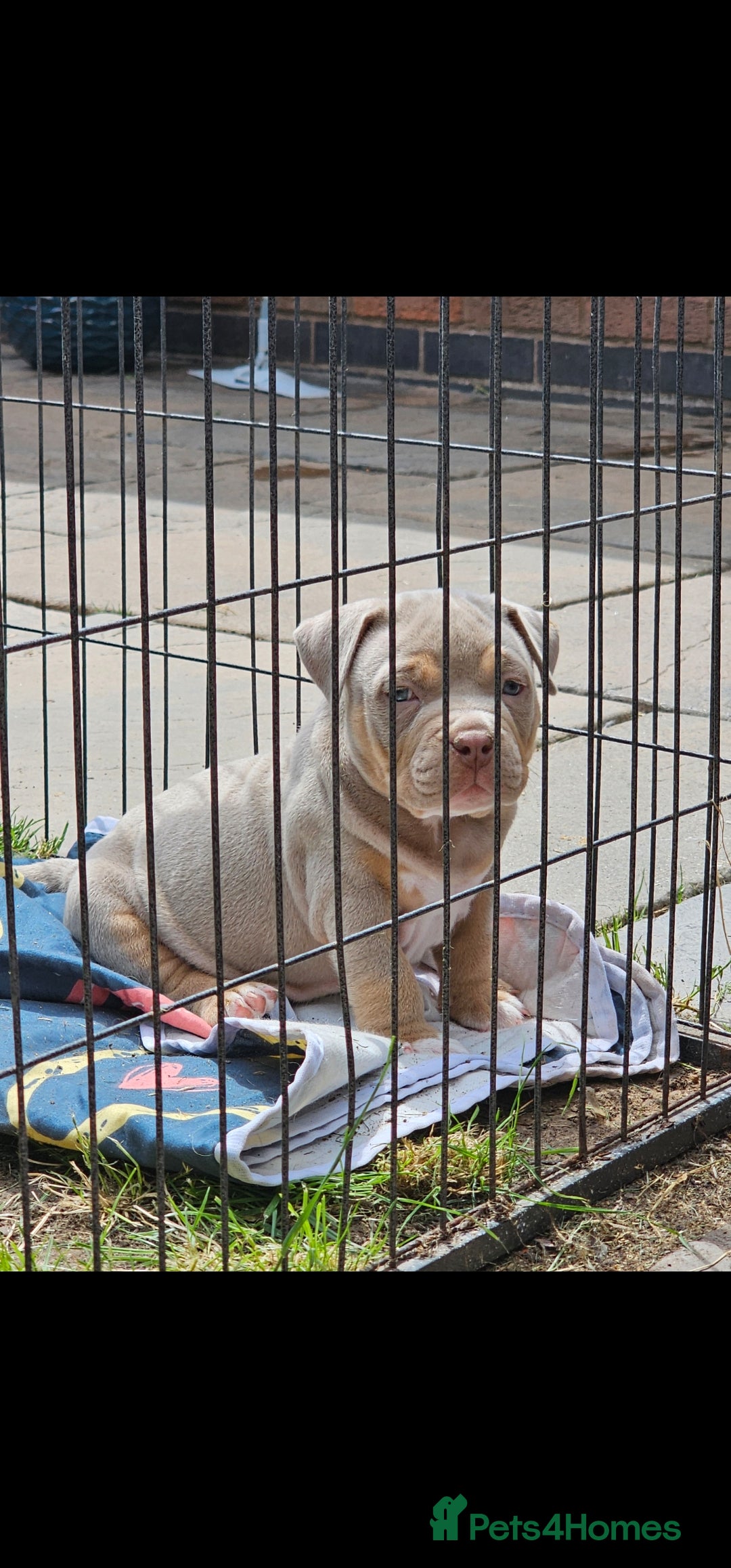 American Bully dogs Cowboyline pocket bullies (6 weeks old) - Advert 2