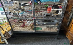 Rat rodents for sale: 3 male rats  - Image 2