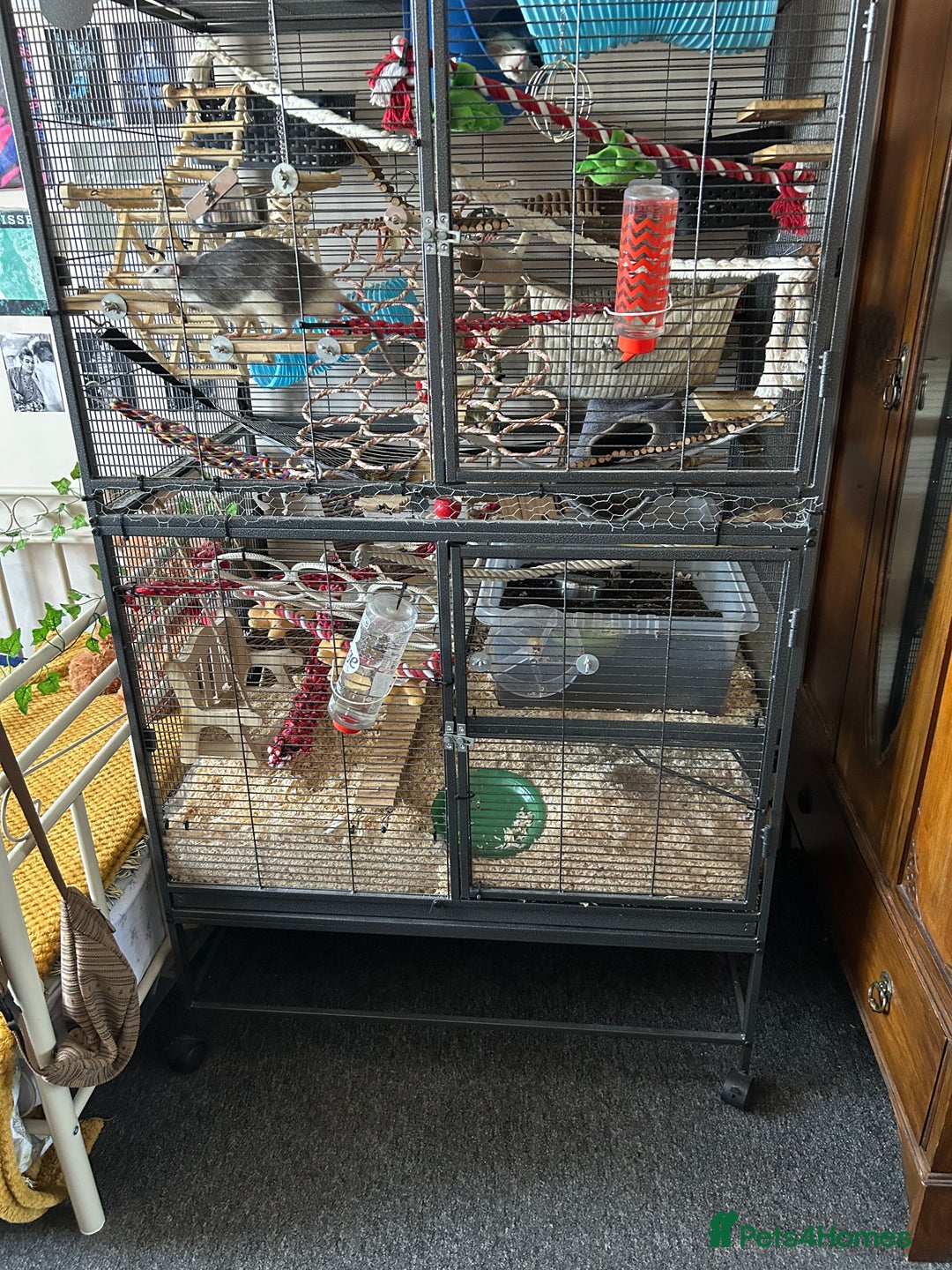 Rat rodents for sale: 3 male rats  - Image 2