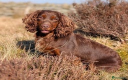 Cocker Spaniel dogs for stud: Gov - Fully Health Tested WCS Stud - Image 2