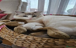 Ragdoll cats for sale: Ragdoll  - Image 6