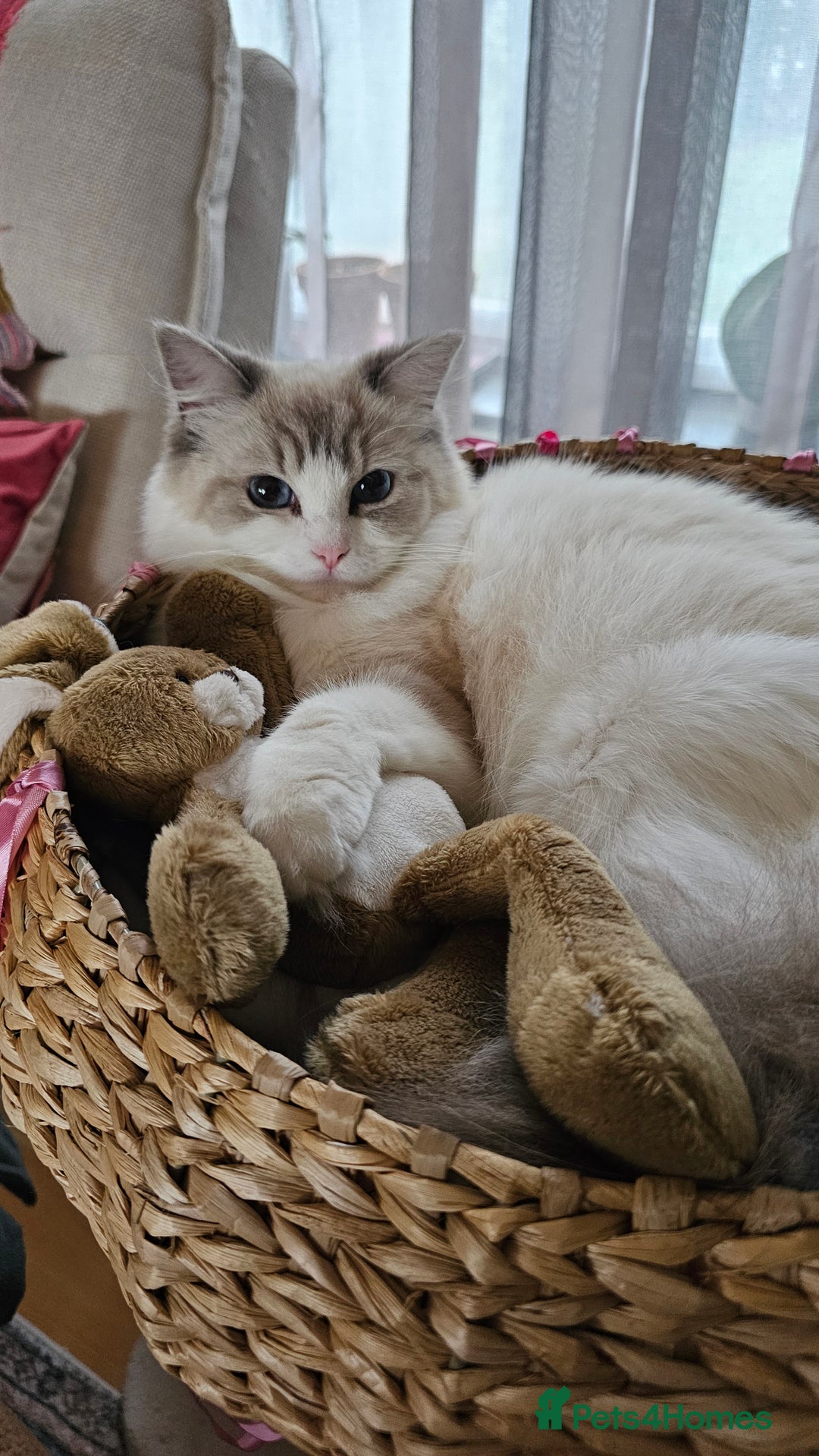 Ragdoll cats for sale: Ragdoll  - Image 6