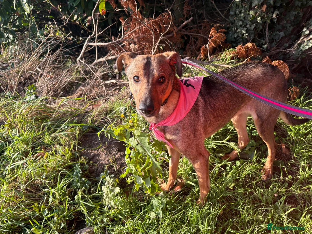 Mixed Breed dogs for adoption: Flora - Norwich Norfolk  - Advert 2